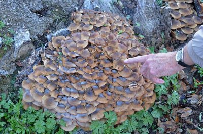 Many Mushrooms