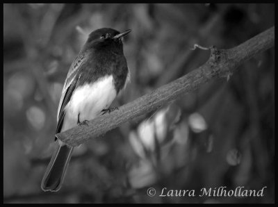 Black (and White) Phoebe