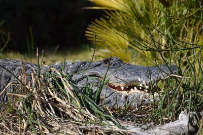 Alligators, Tortoises & Other Reptiles