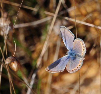 Acmon Blue Closeup