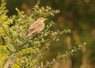 Meadowlark  on Branch