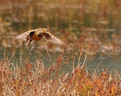 Meadowlark Take Off