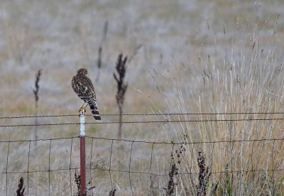 Young Red-shouldered Hawk