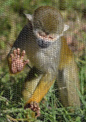 Squirrel Monkey Hands