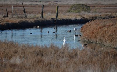 Waterbirds