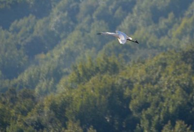 Snowy Egret