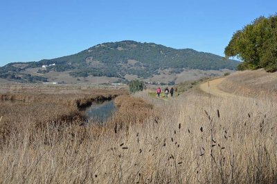 Grass and Creek