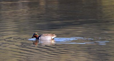 Green-winged Teal