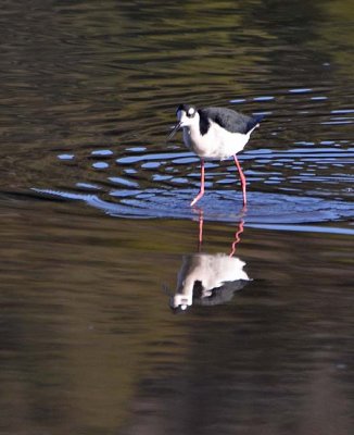 Black-necked Stilt