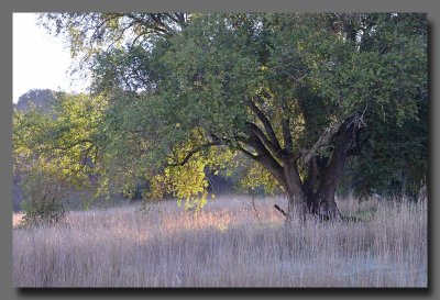 Sunlit Tree