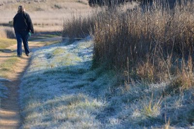 Frosty Grasses