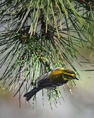 Townsend's Warbler 3