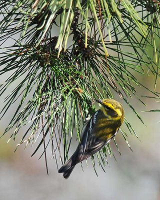 Townsend's Warbler 2