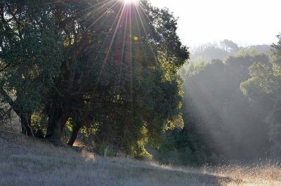 Morning Rays