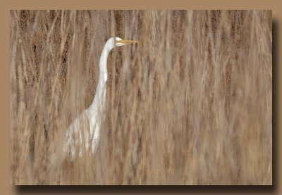 Hiding Egret