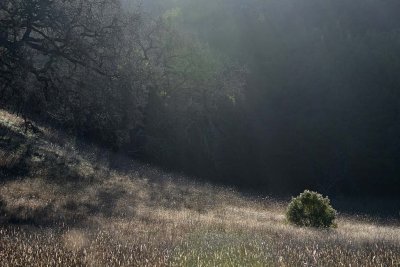 Sunlit Bush