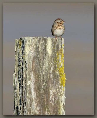 Lincoln Sparrow 2