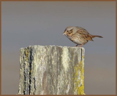 Lincoln Sparrow