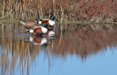 Shoveler Colors 2