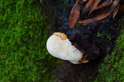 Happy Face Fungus