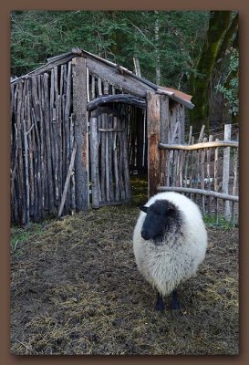 Sheep with Country Shack