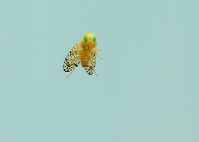 Underside of Green-eyed Fly