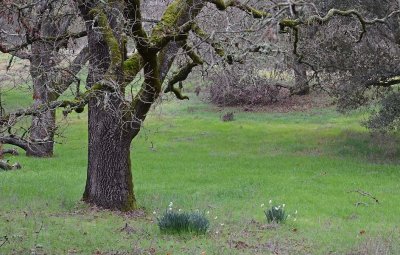 Daffodils Under Tree