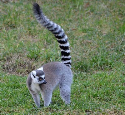 Lemur in the Grass