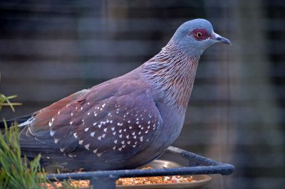 Speckled Pigeon 1