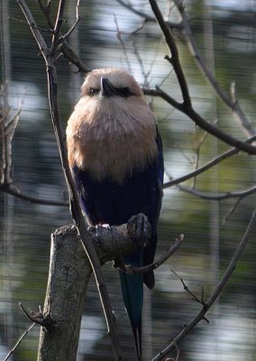 Blue Bellied Roller