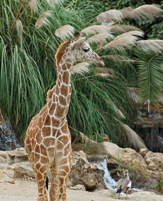 Baby by Pampas Grass