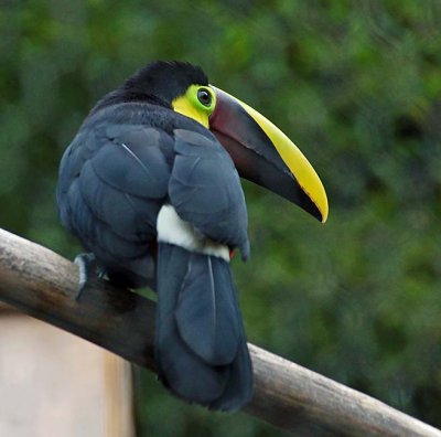 Toucan