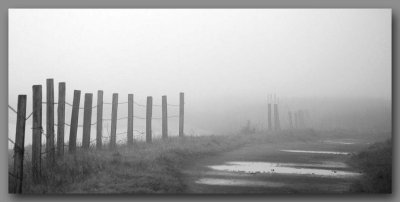Disappearing Fence - Black/White