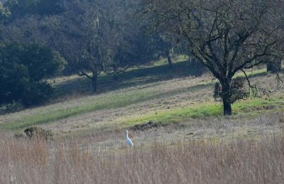 Egret on Hillside