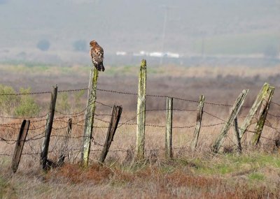 Red-shouldered Hawk on Fence