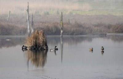 Ducks and Reeds