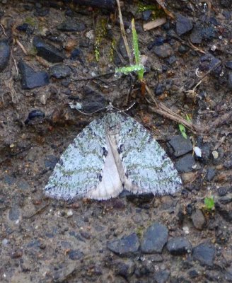 Camo Moth