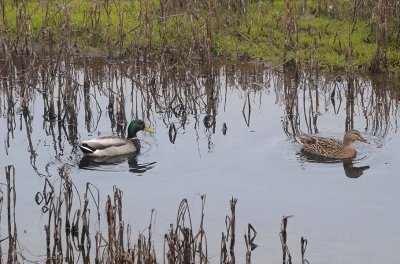 Mallards