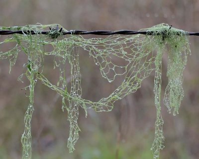 Lichen Hammock