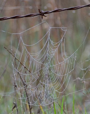 Drapery Web