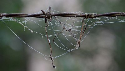 Curlies Caught on Barbed Wire