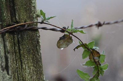 2/8/12: Curled Leaves Dripping