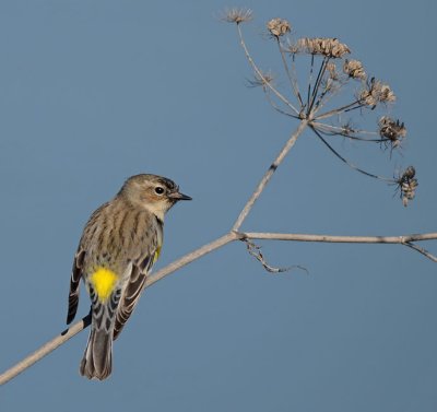 Yellow-rumped Warbler