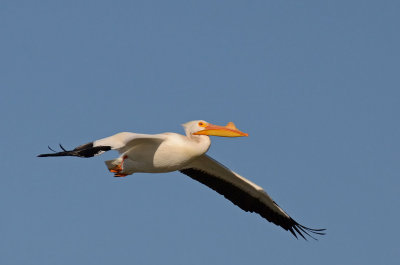 White Pelican