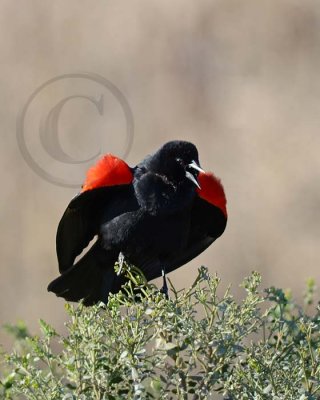 Red-winged Blackbird Song