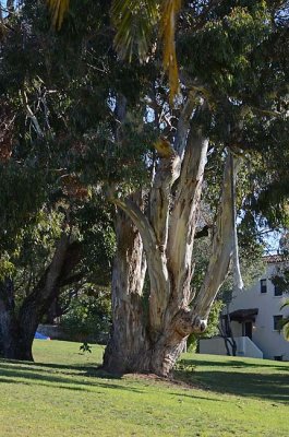 Great Eucalyptus