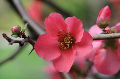 Flowering Quince Blossoms