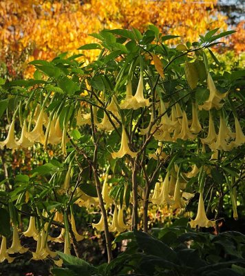 Yellow Bell Tree with Orange