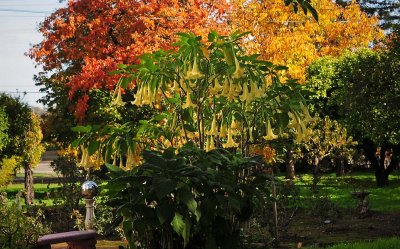 Yellow Bell Tree