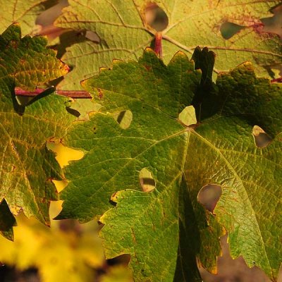 Green & Yellow Grape Leaves